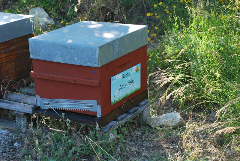 La ruche Artemisia