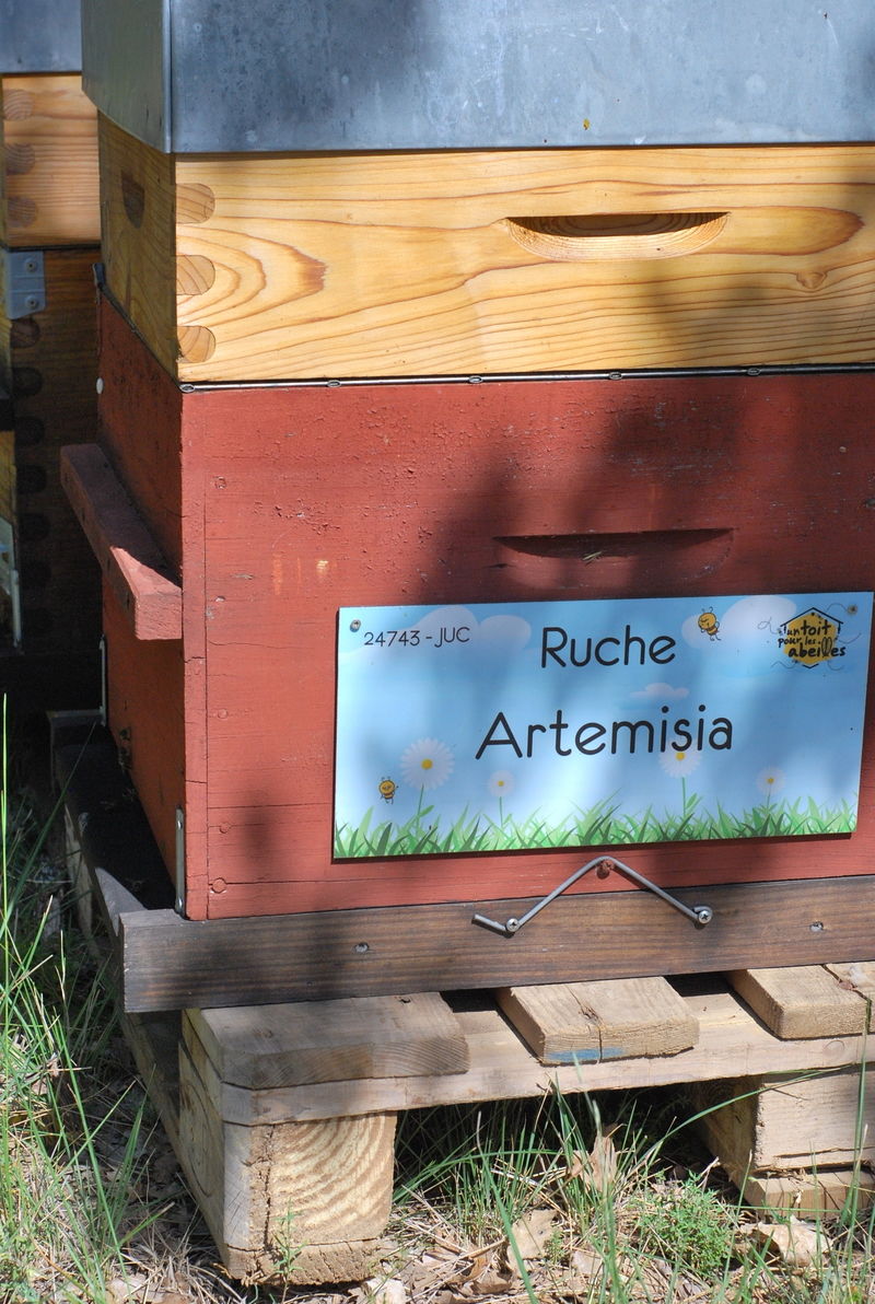 La ruche Artemisia