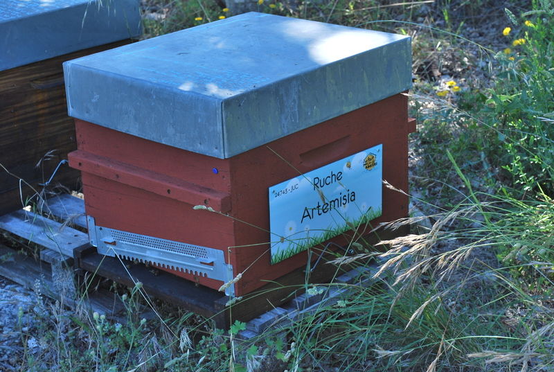 La ruche Artemisia