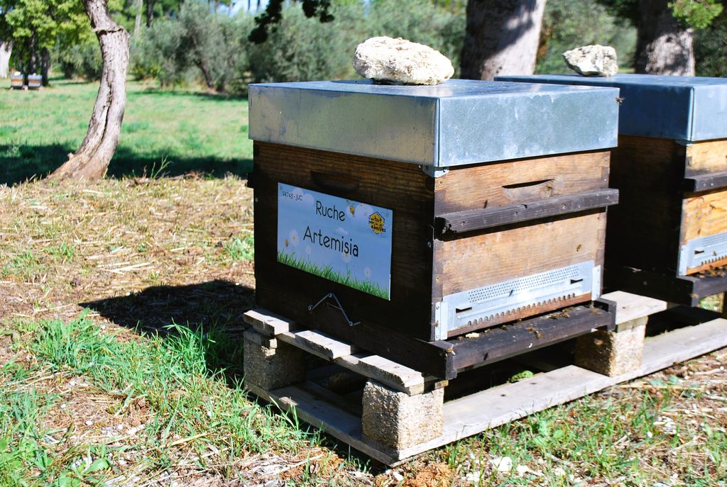 La ruche Artemisia