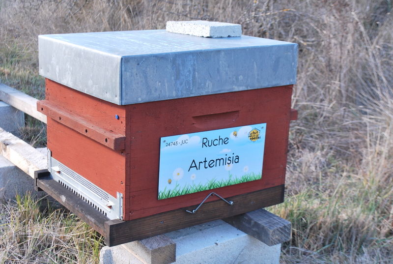 La ruche Artemisia