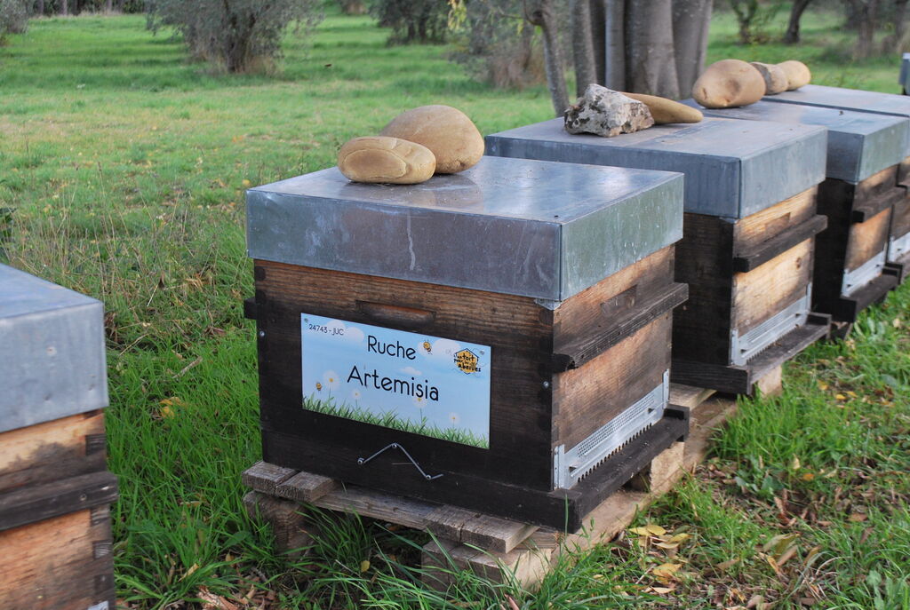 La ruche Artemisia