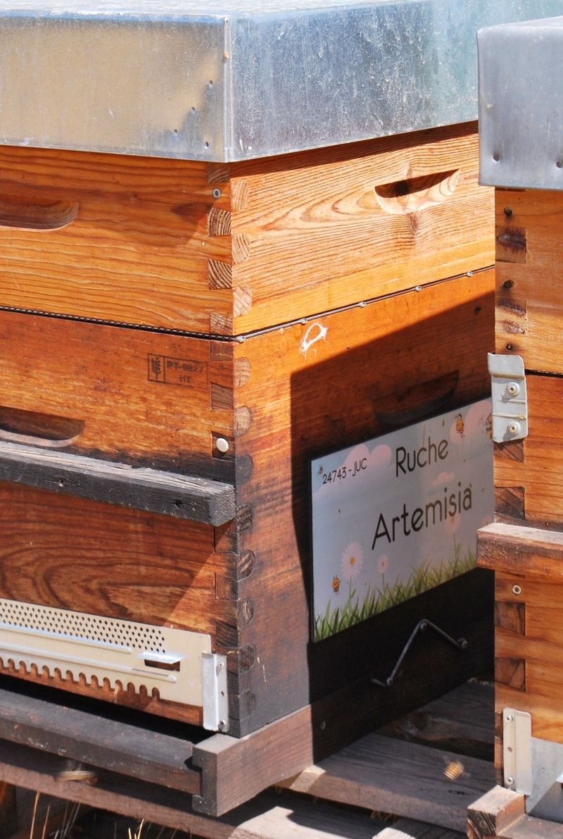 La ruche Artemisia