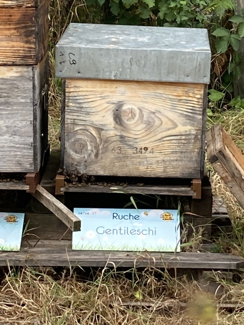 La ruche Gentileschi