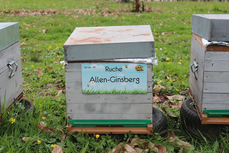 La ruche Allen-Ginsberg