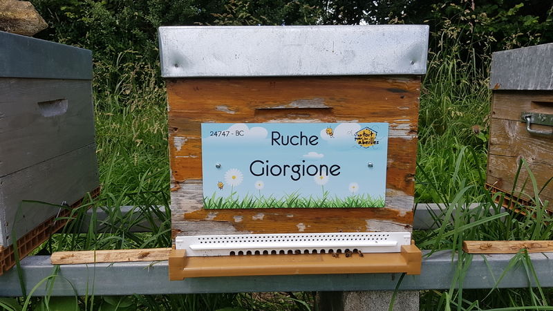 La ruche Giorgione