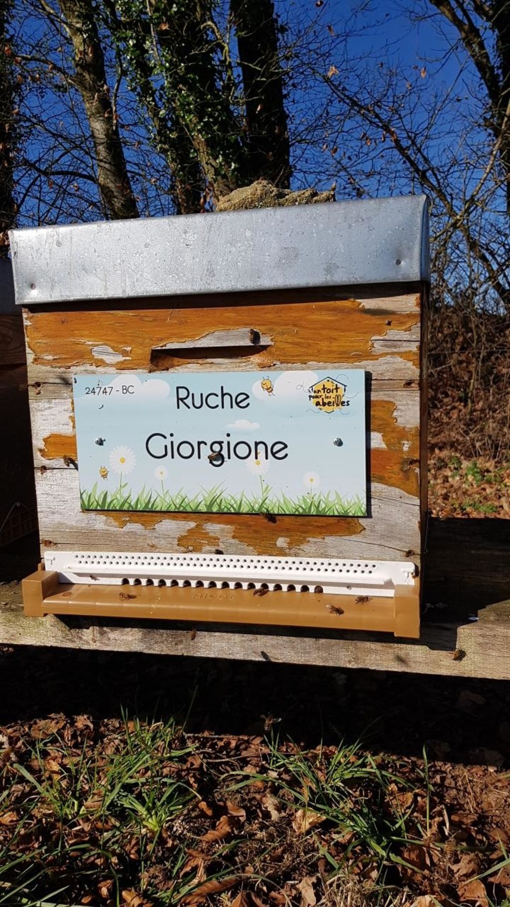 La ruche Giorgione