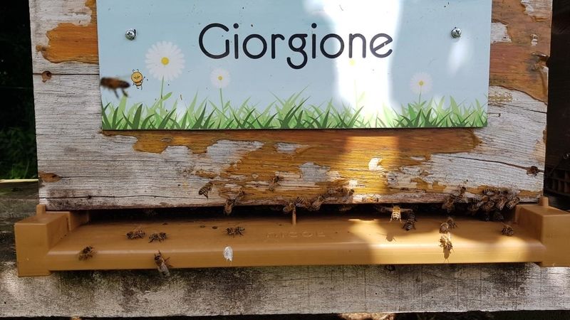 La ruche Giorgione