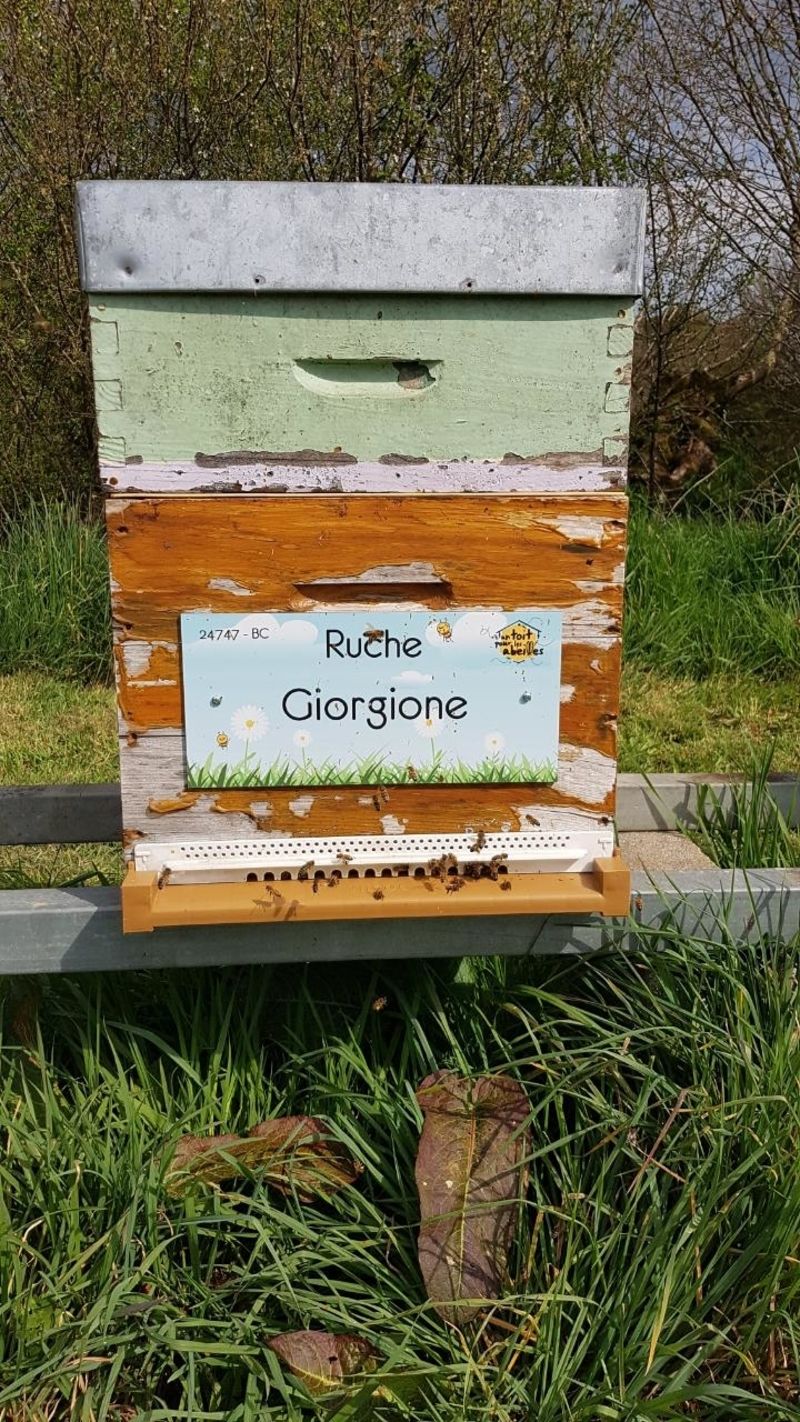 La ruche Giorgione