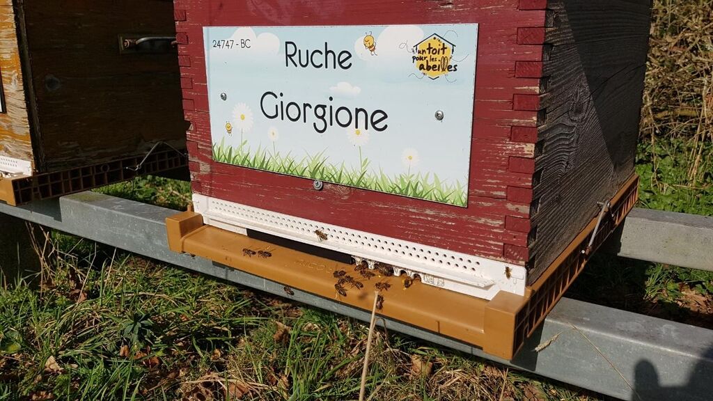 La ruche Giorgione