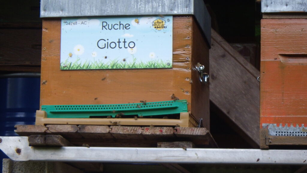 La ruche Giotto