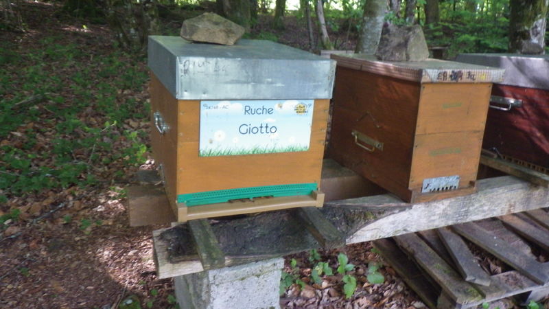 La ruche Giotto