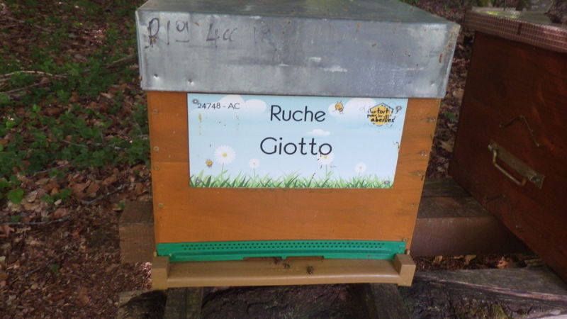 La ruche Giotto