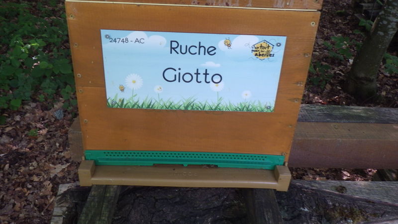 La ruche Giotto