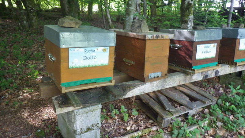 La ruche Giotto