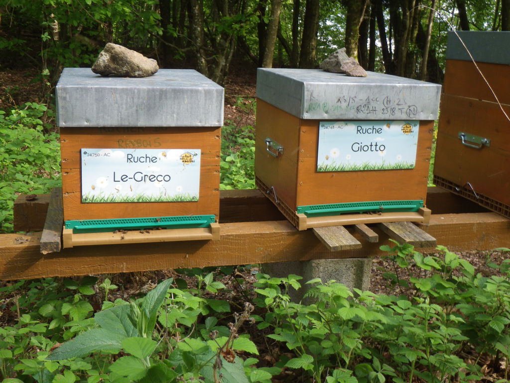 La ruche Giotto
