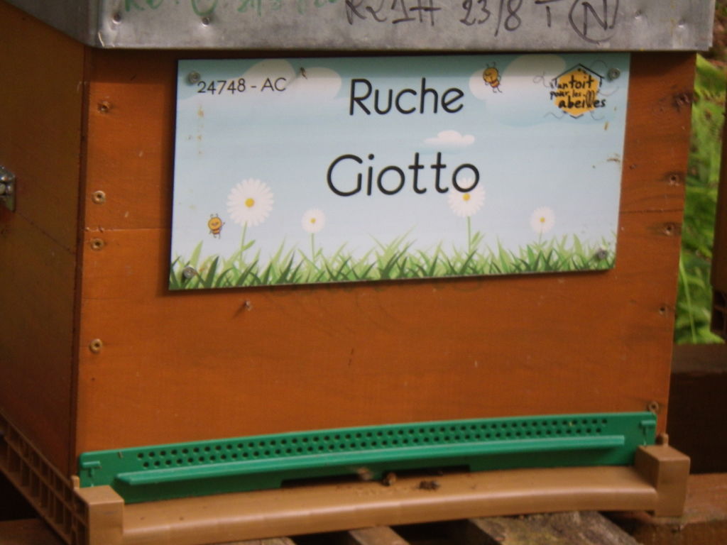 La ruche Giotto
