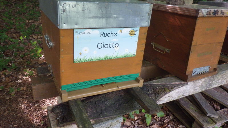 La ruche Giotto