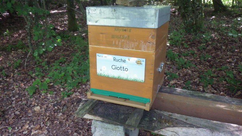 La ruche Giotto
