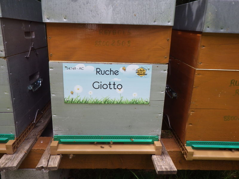 La ruche Giotto