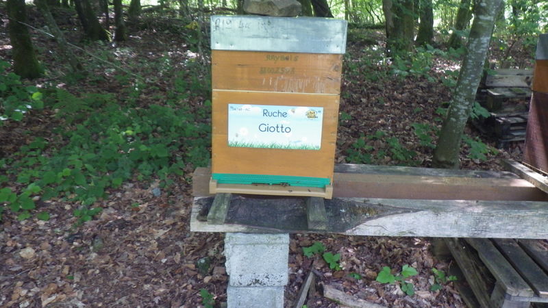 La ruche Giotto