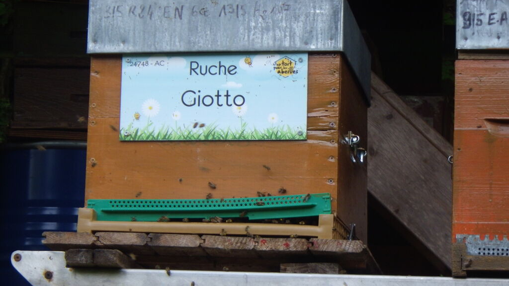 La ruche Giotto