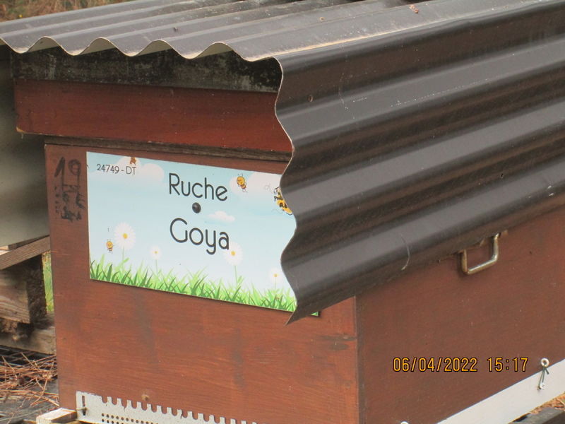La ruche Goya
