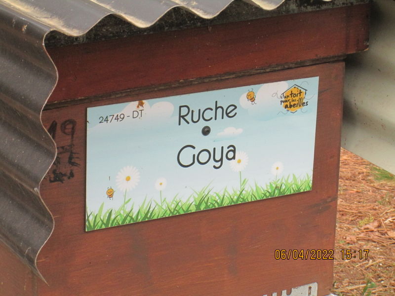 La ruche Goya
