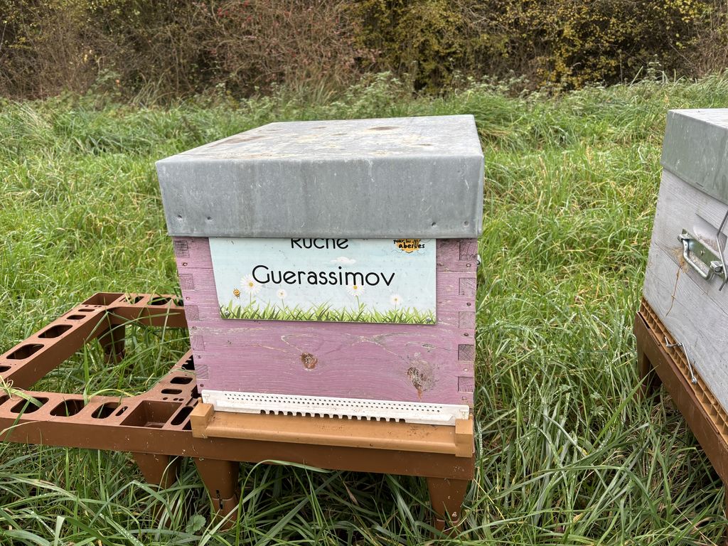 La ruche Guerassimov