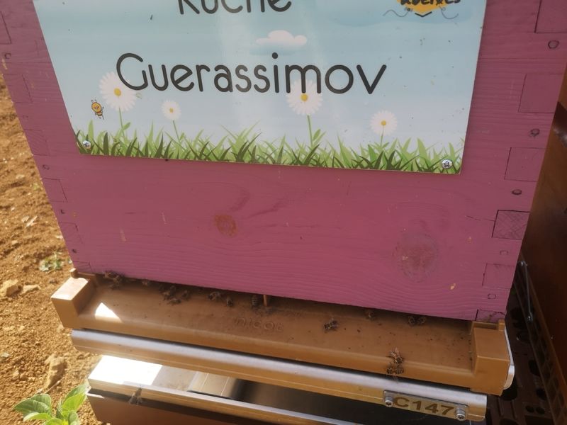 La ruche Guerassimov