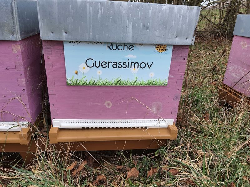 La ruche Guerassimov