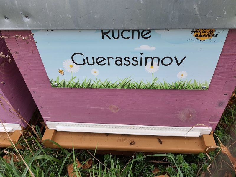 La ruche Guerassimov