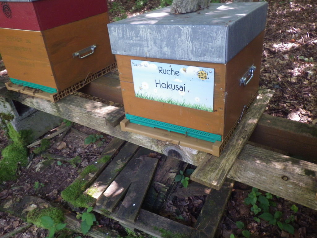 La ruche Hokusai