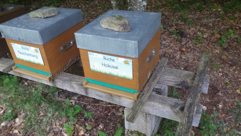 La ruche Hokusai