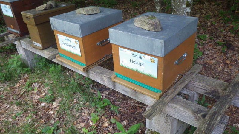 La ruche Hokusai