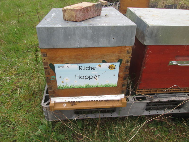 La ruche Hopper