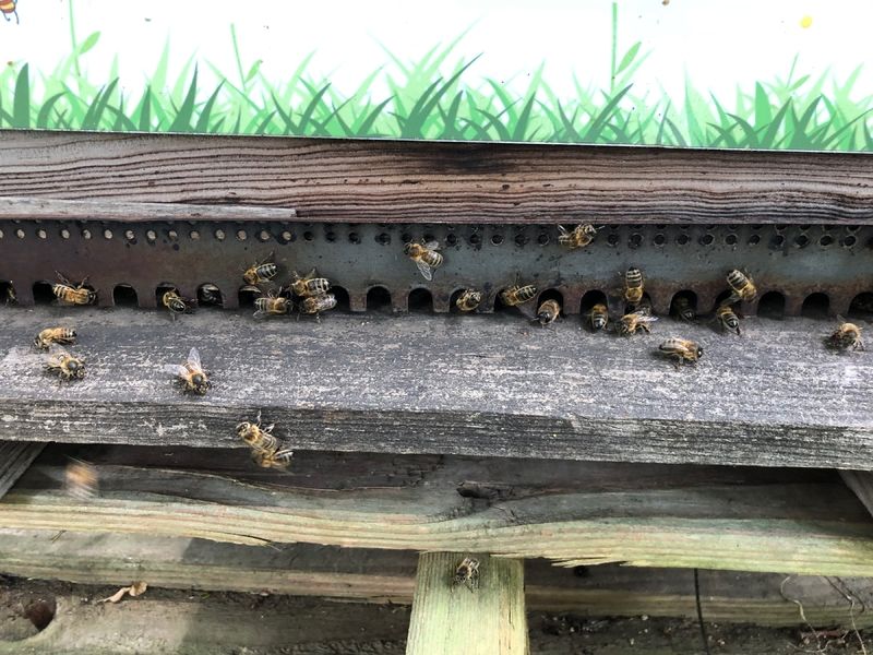 La ruche Victor-Horta