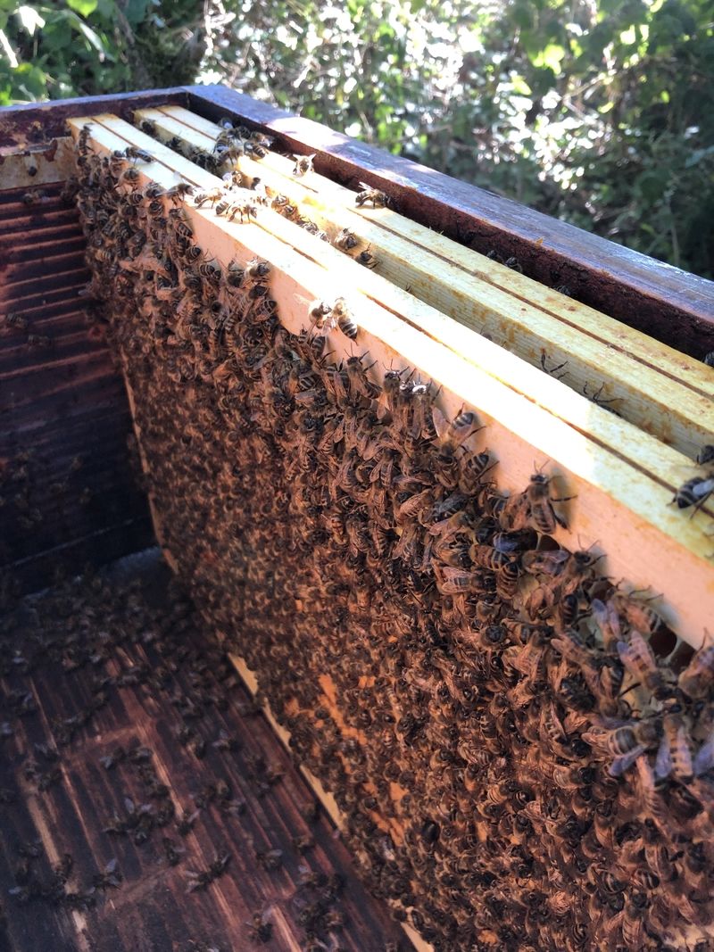 La ruche Victor-Horta