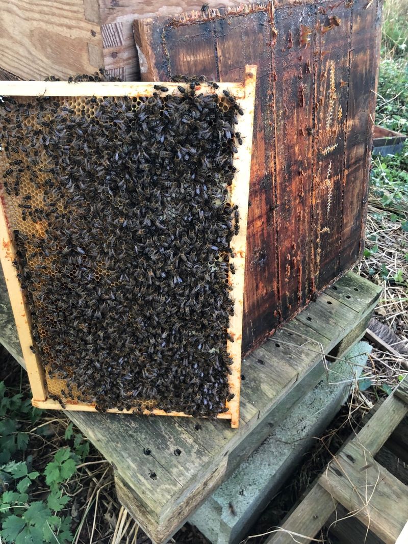 La ruche Victor-Horta