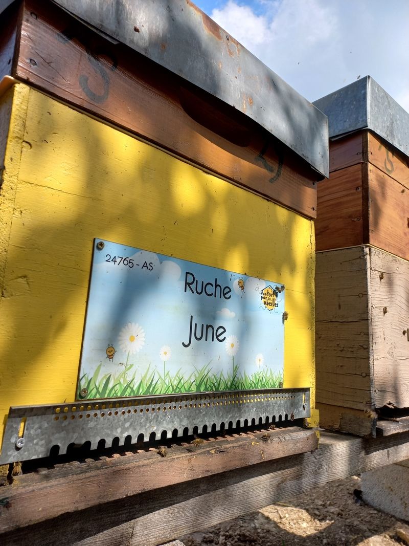 La ruche June