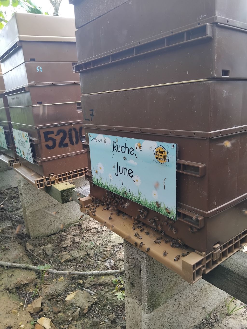 La ruche June