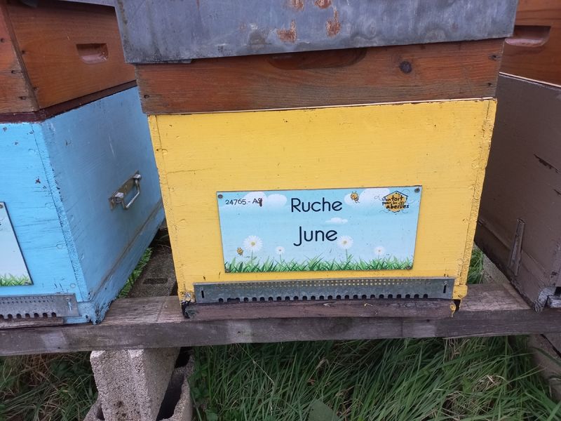 La ruche June