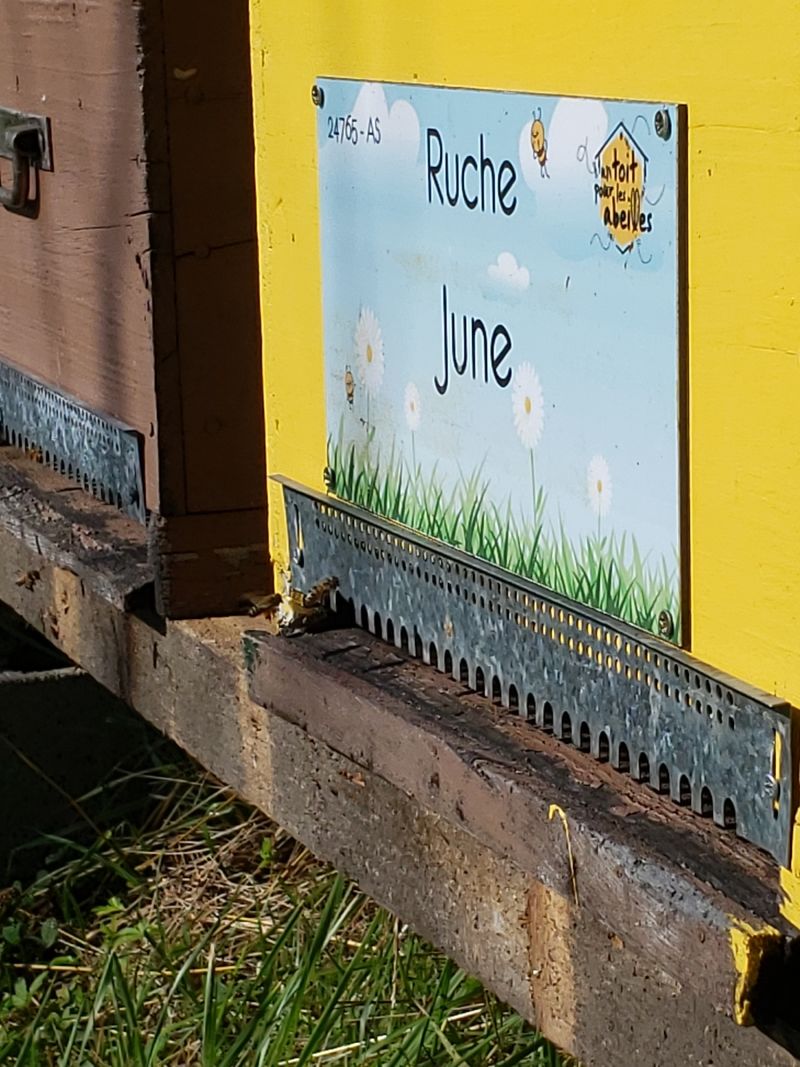 La ruche June
