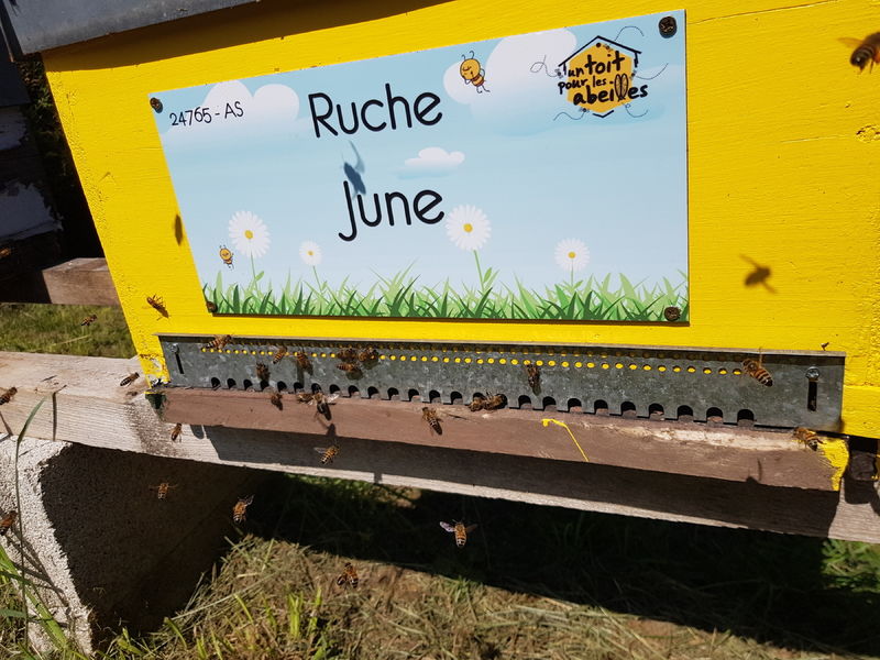 La ruche June