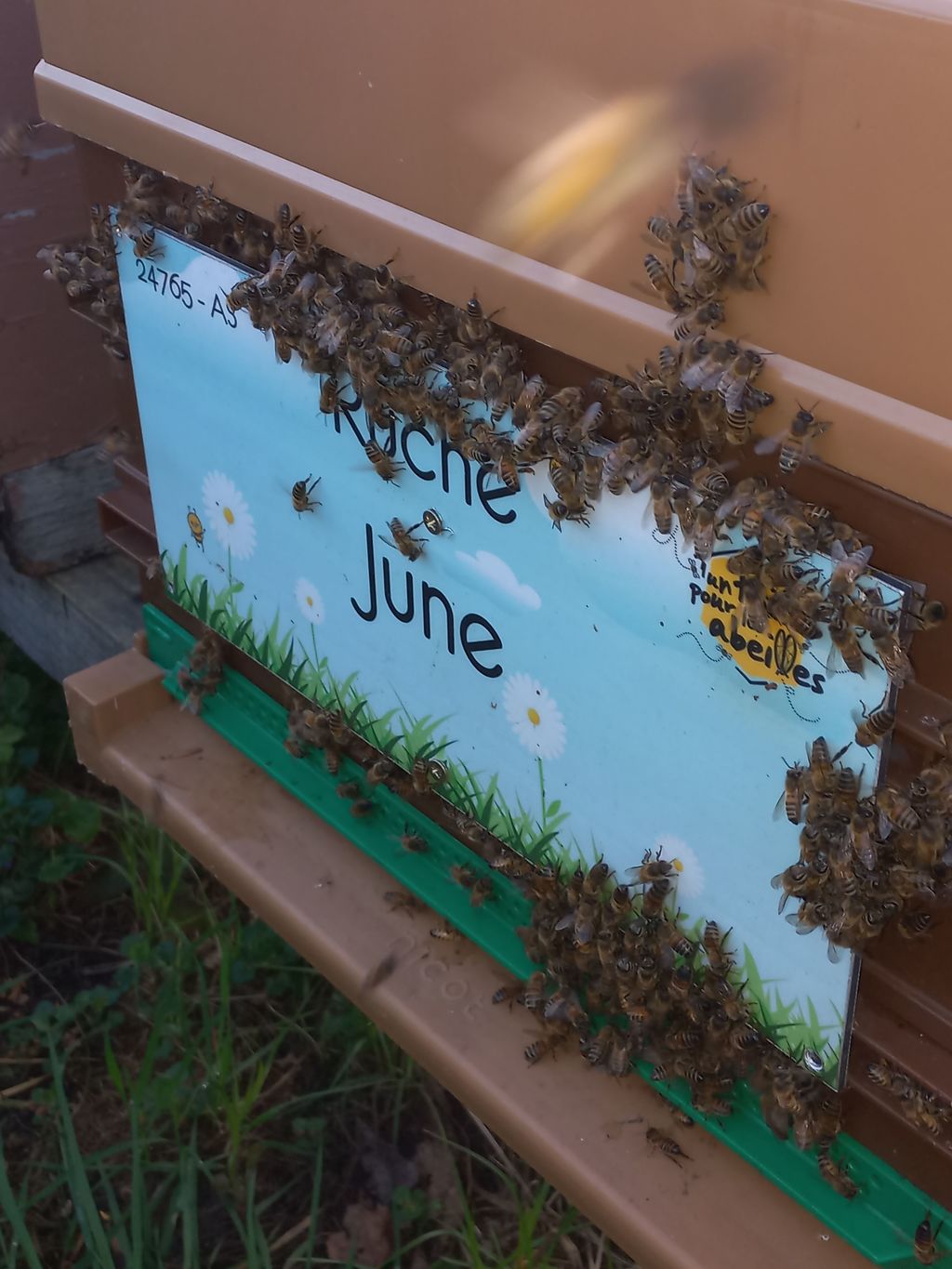 La ruche June