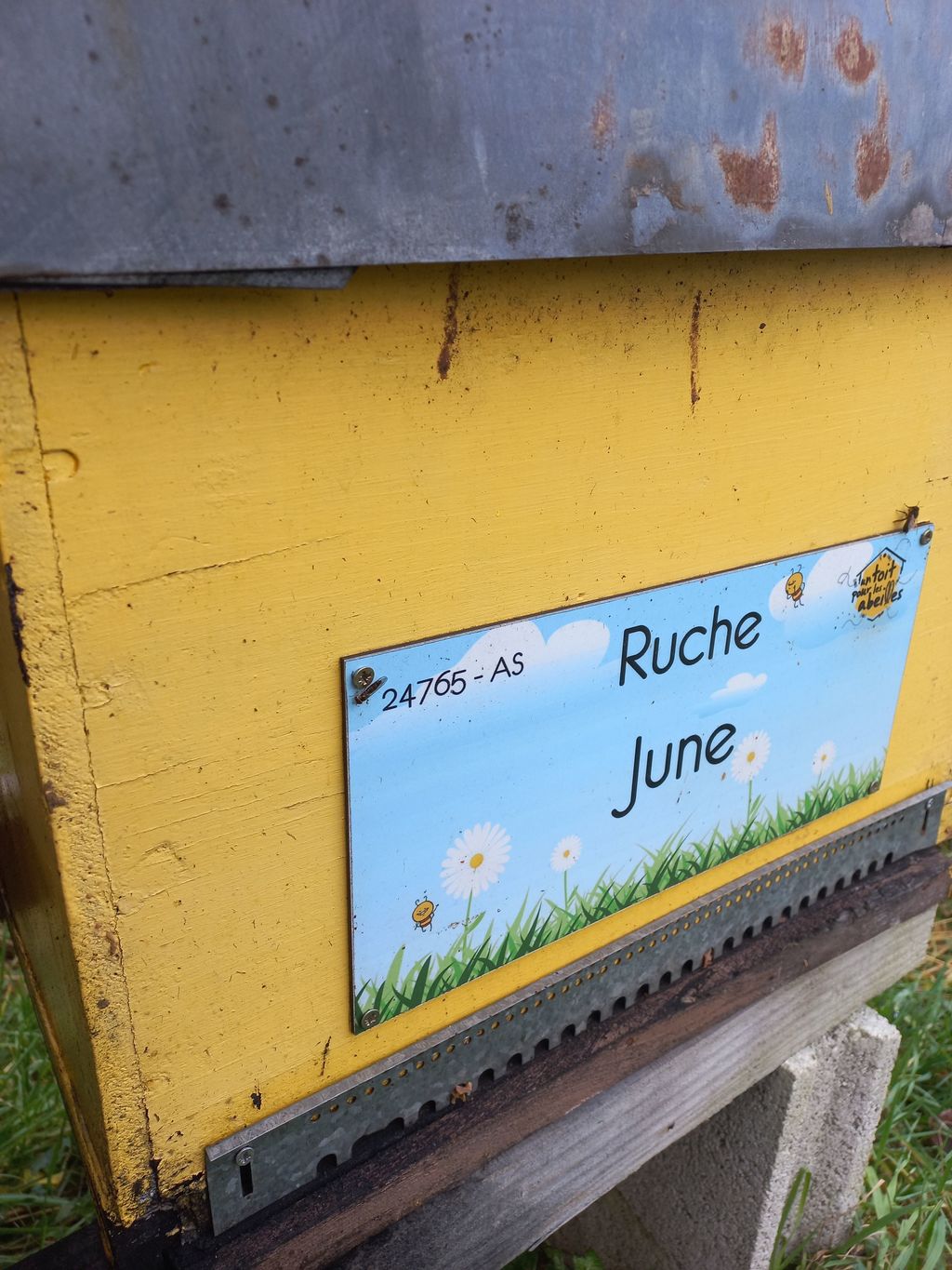 La ruche June