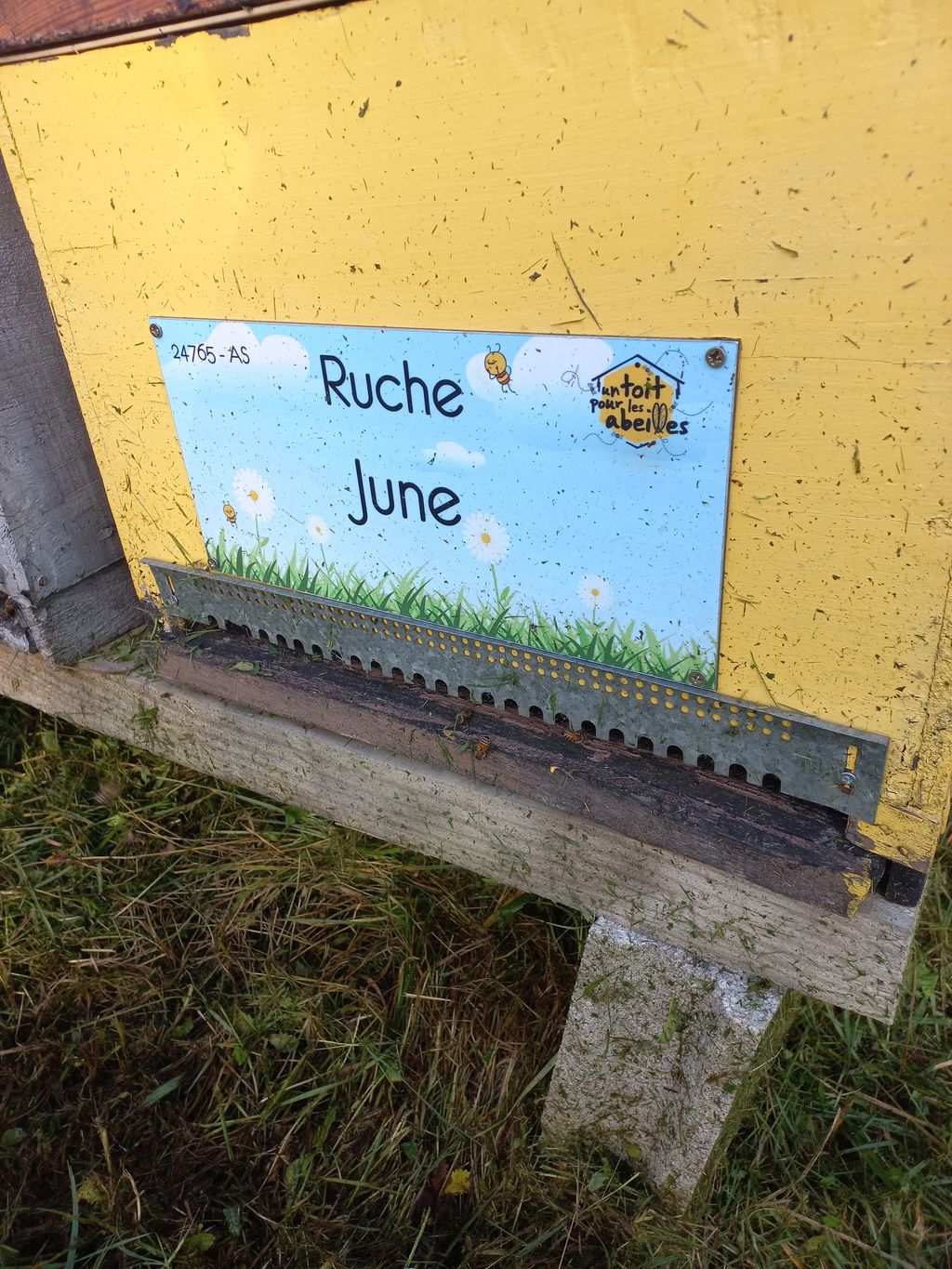 La ruche June