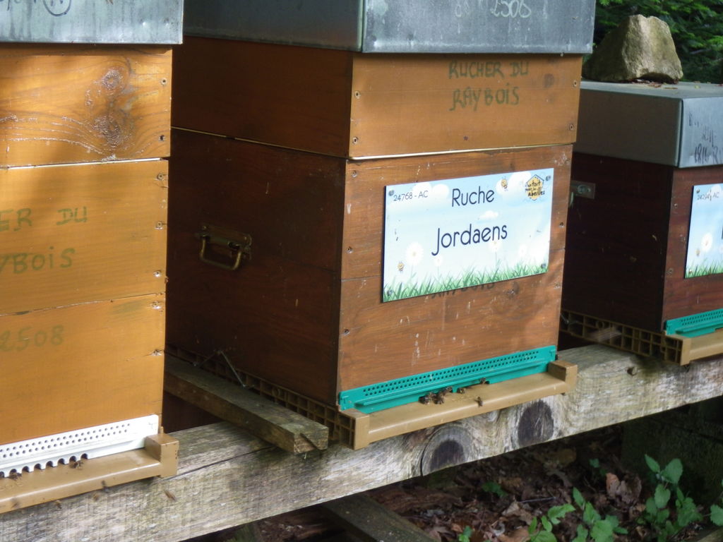 La ruche Jordaens