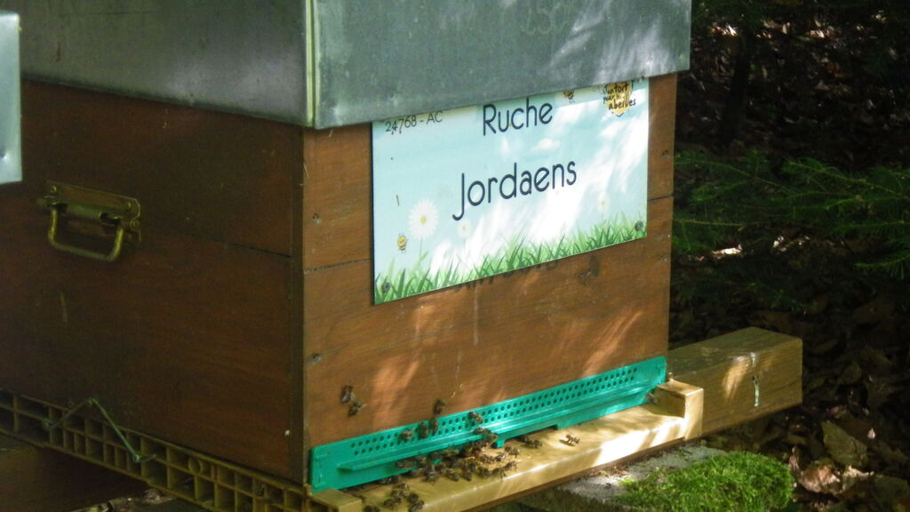 La ruche Jordaens