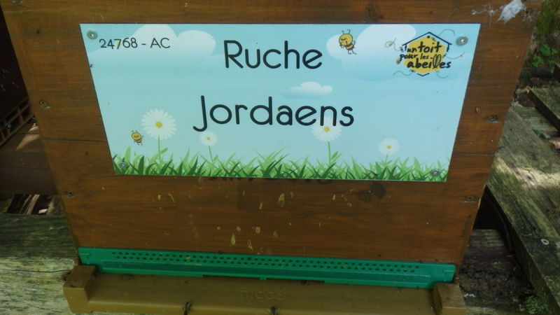 La ruche Jordaens
